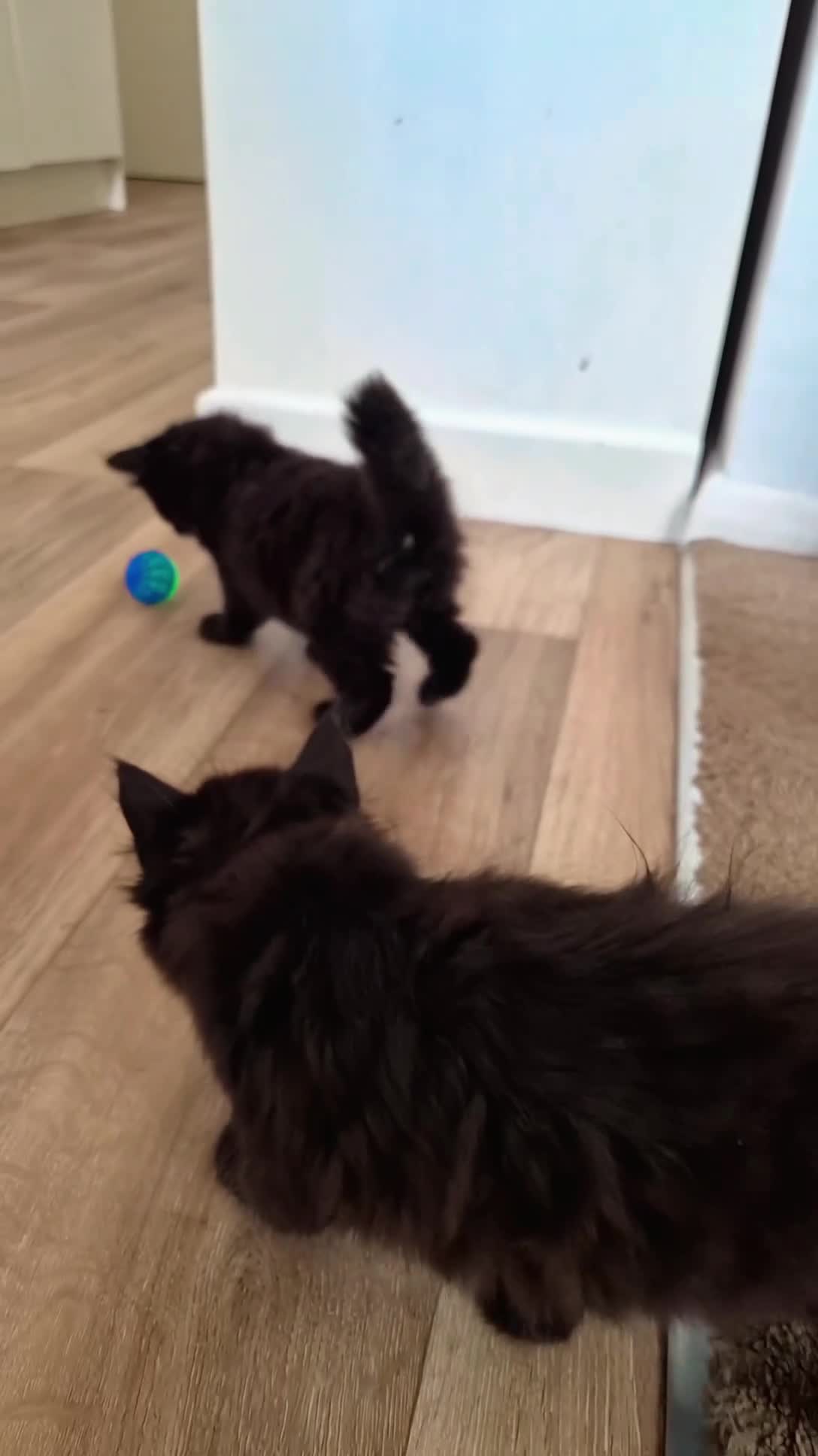 Mixed Breed cats for sale: VERY FRIENDLY FLUFFY KITTENS - Video 2