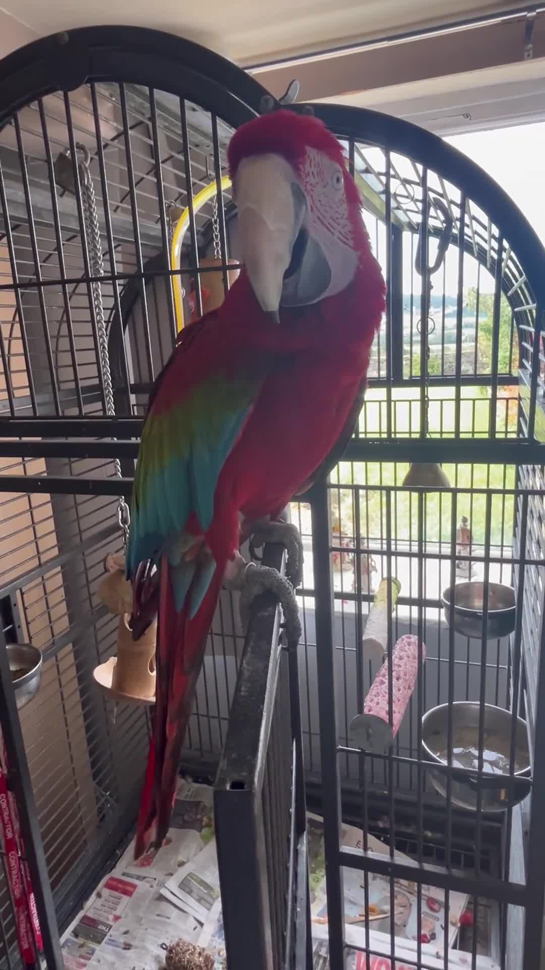 Macaws birds for sale: Macaw Greenwing  - Video 2