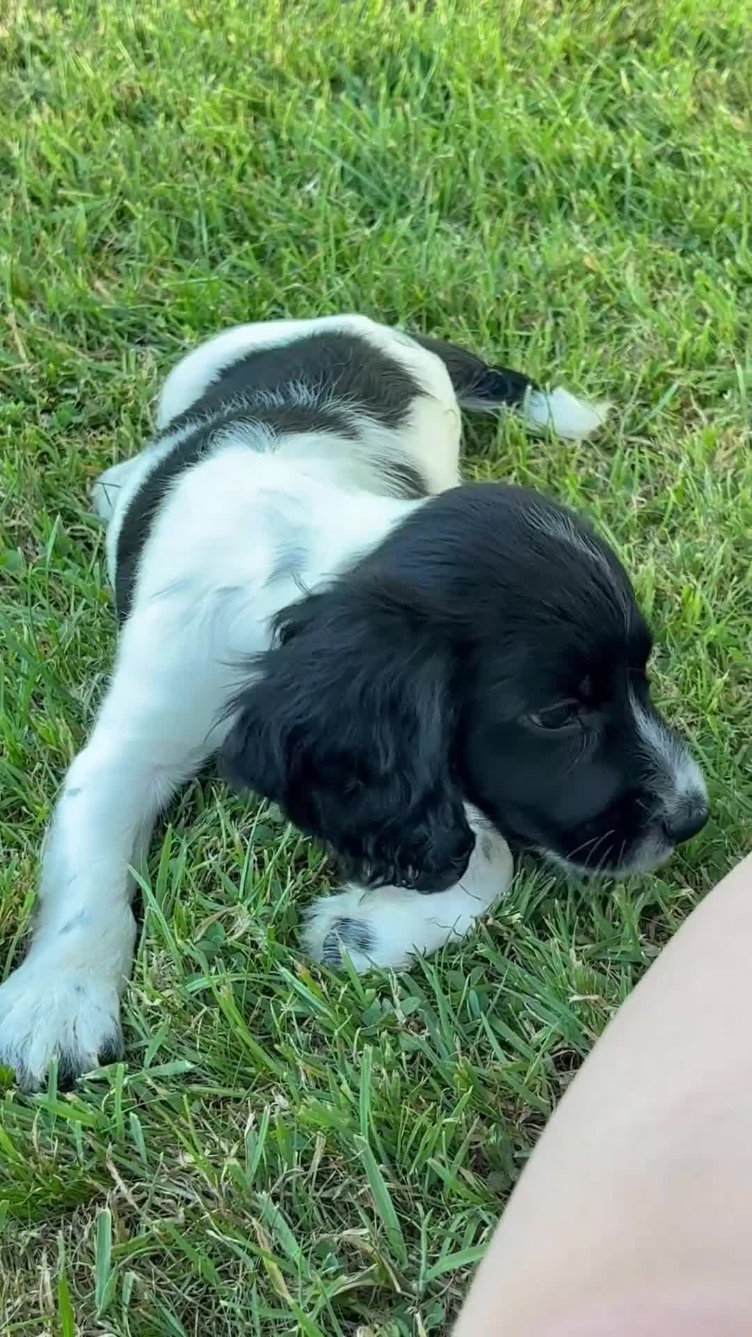Cocker Spaniel dogs for sale: Ready now! Final boy remains  - Video 1