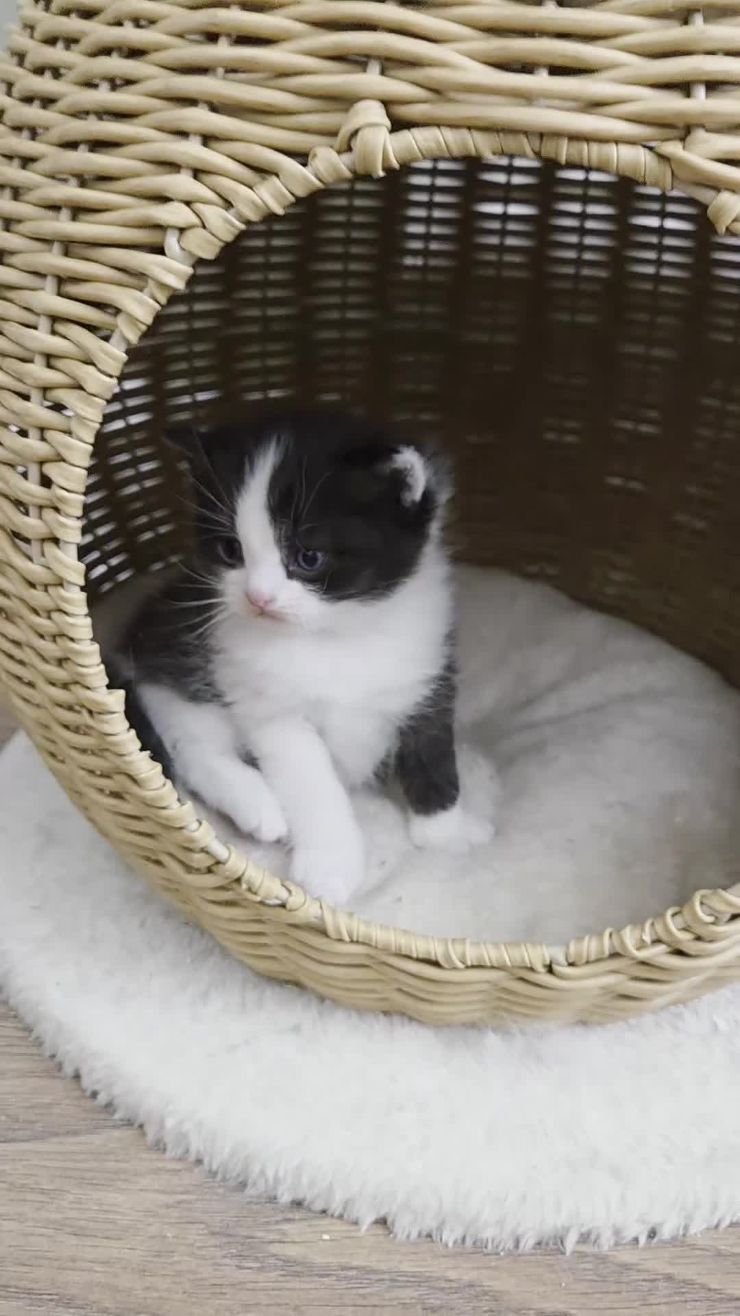 Mixed Breed cats for sale: RAGDOLL/ PERSIAN KITTENS  - Video 3