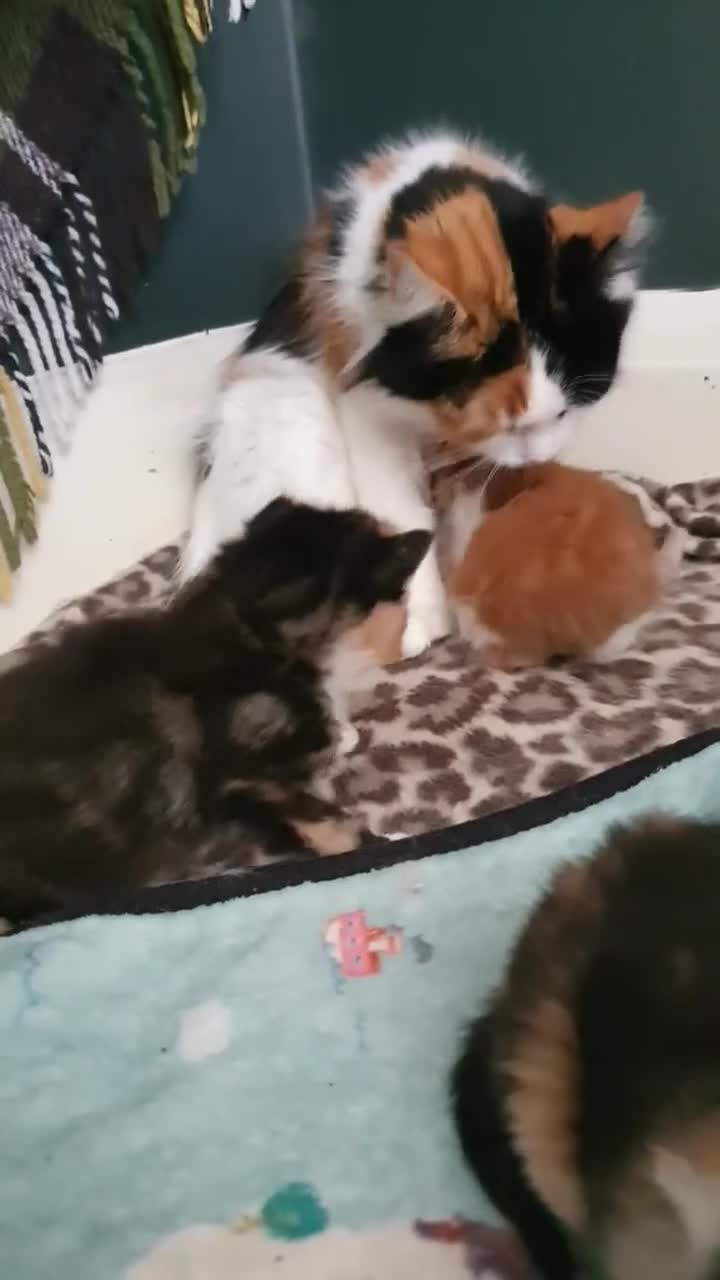 Persian cats for sale: Gorgeous rare colour Persian babies  - Video 1