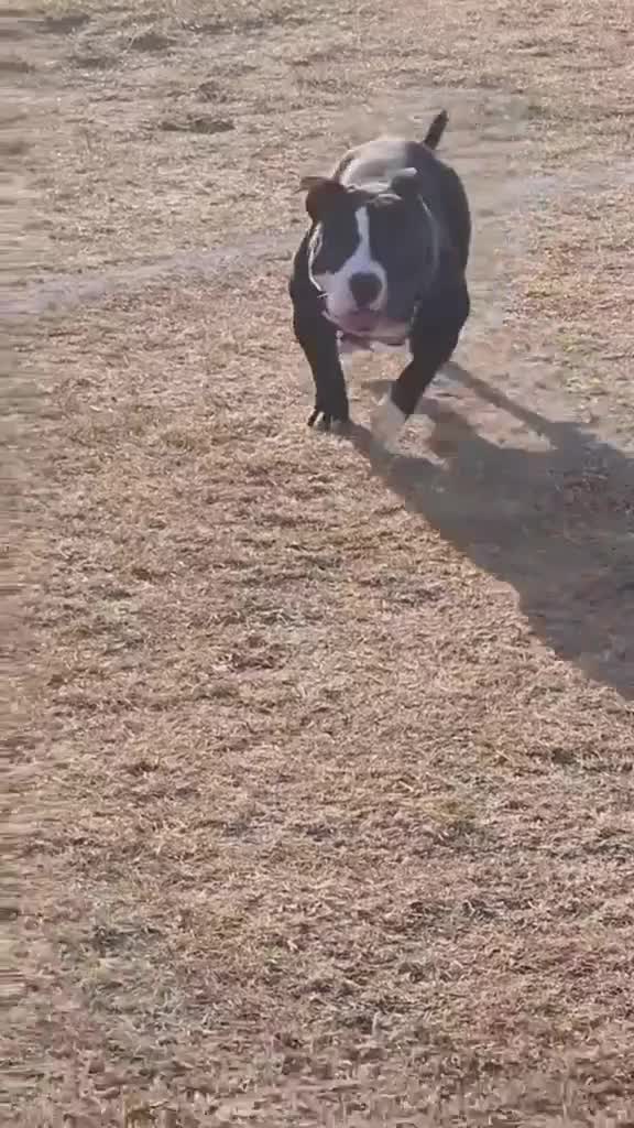 American Bully dogs for sale: American bully pocket female  - Video 2