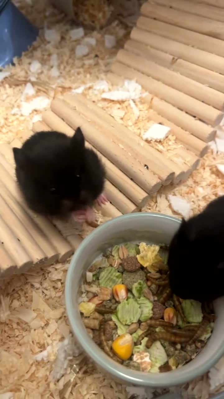 Hamster rodents for sale: 4 Hamsters, born 18th August. Looking to Rehome  in Woodbridge - Video 2