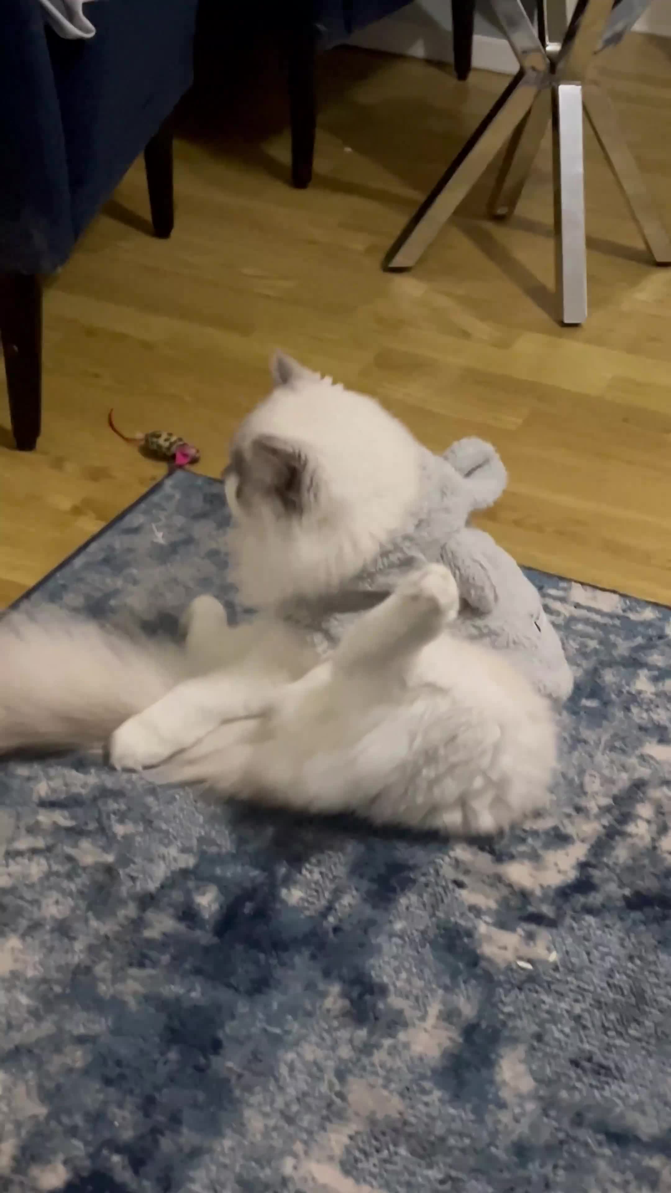 Ragdoll cats for sale: Ragdoll  - Video 4