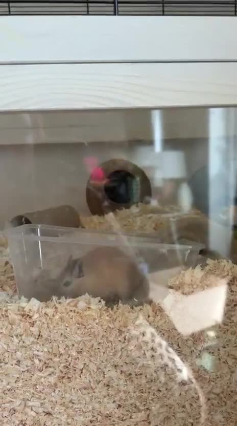 Gerbil rodents for sale: Gerbils for rehoming  in Brandon - Video 2