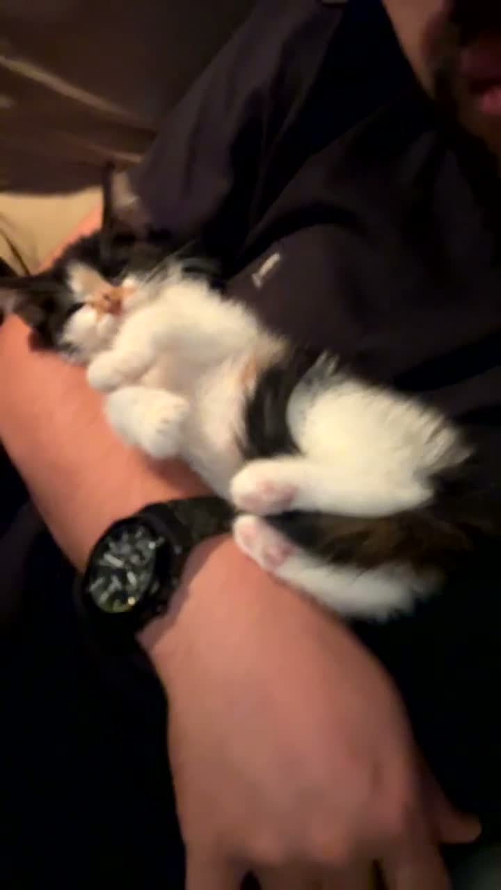 Mixed Breed cats for sale: 3 female kittens 10 weeks old - Video 1