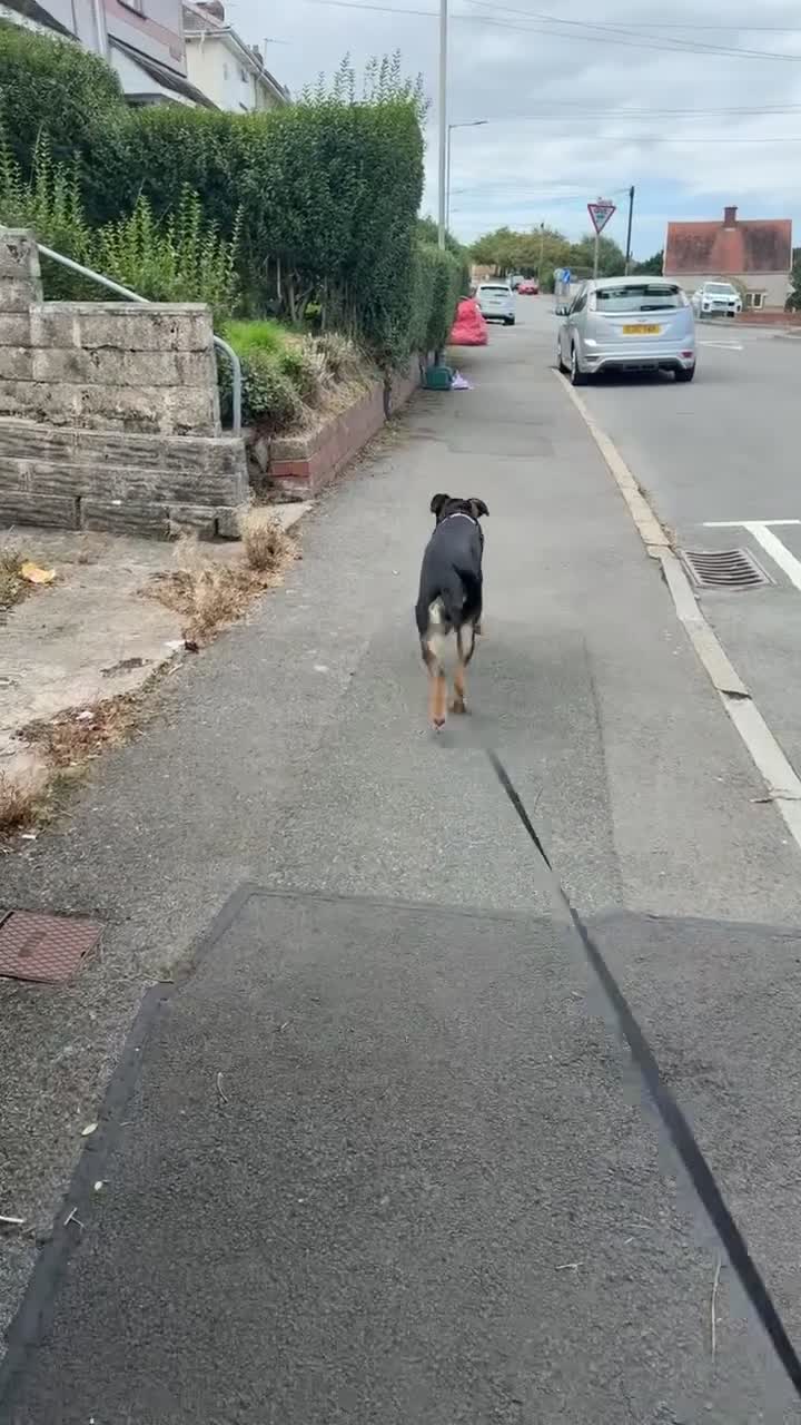 Sheprador dogs for sale: ASAP REHOMING Sheprador in Swansea - Video 2