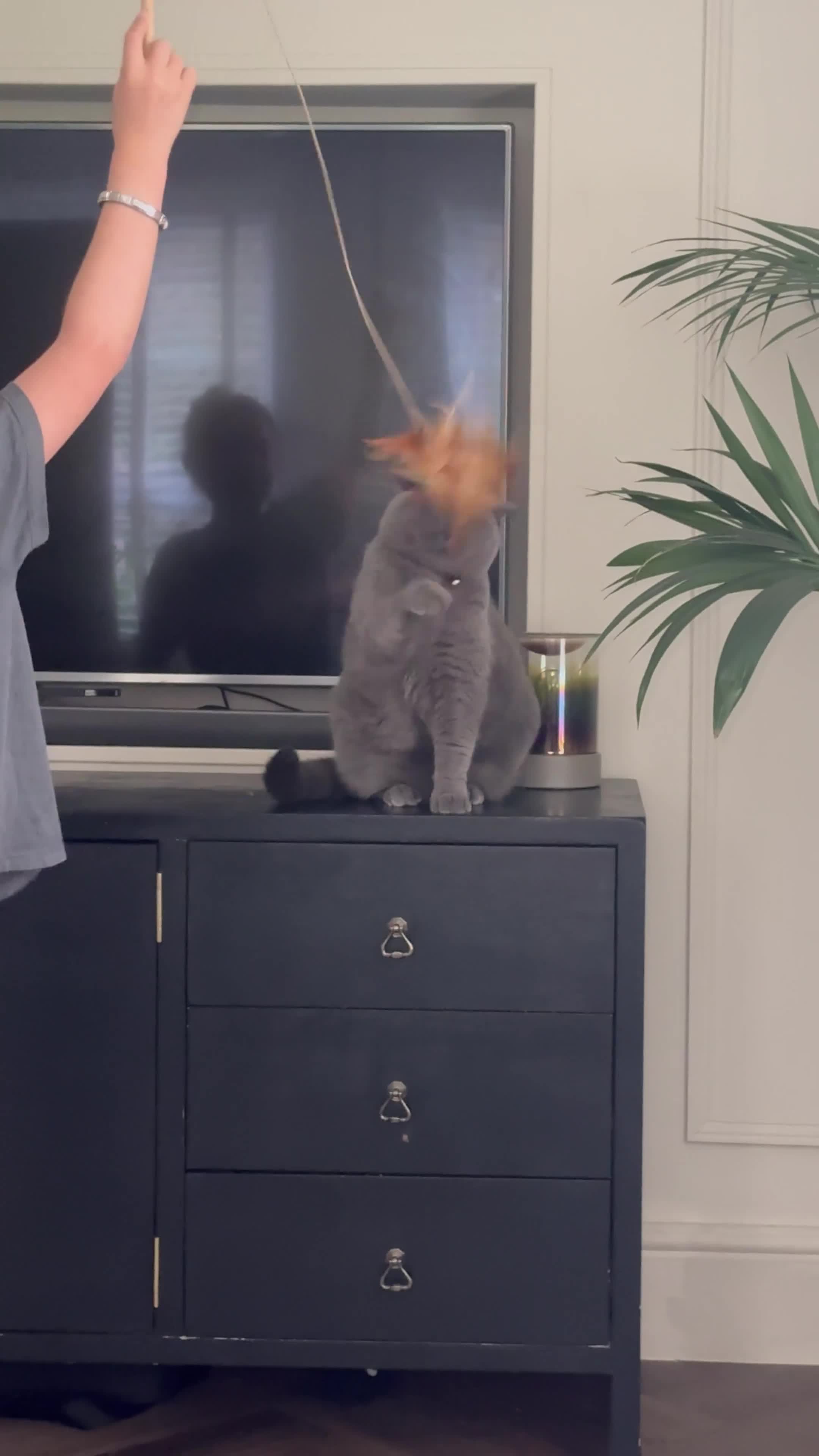 British Shorthair cats for sale: [House Cat] Quiet loving family home for Poppy  - Video 2