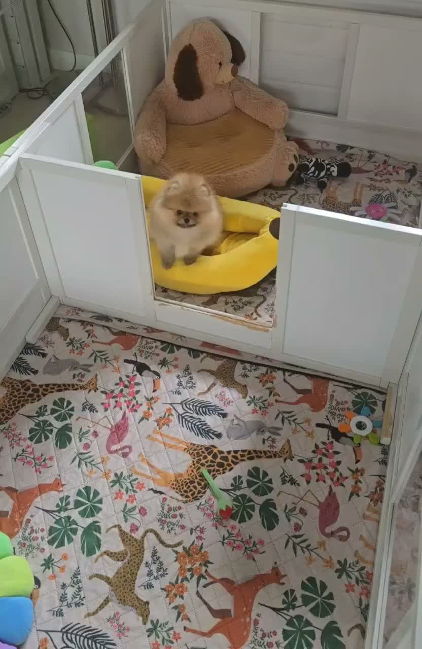 Pomeranian dogs for sale: RARE SUPER TINY BOY 650G at 12 weeks 💙 🏆 lines🫶 in Burgess Hill - Video 2