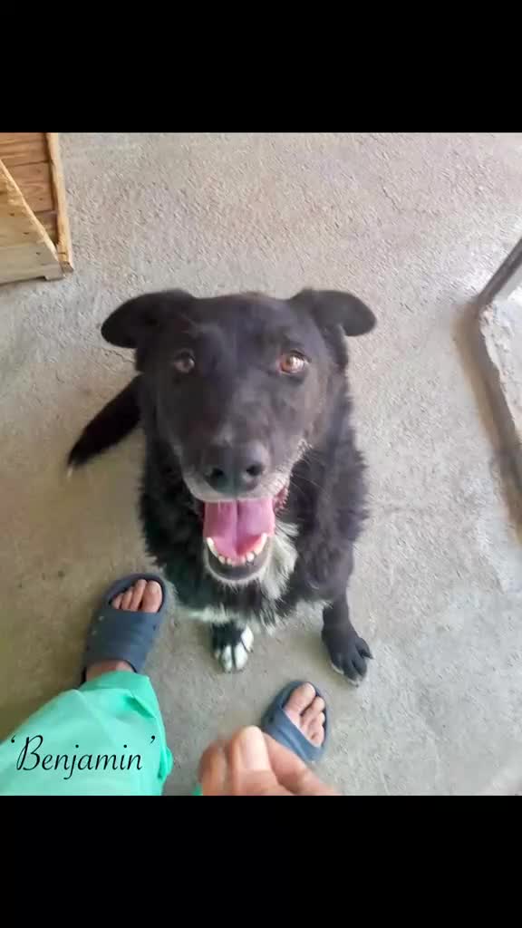 Mixed Breed dogs for adoption: Benjamin, 8-10 yrs. Available for adoption. in Brixham - Video 1