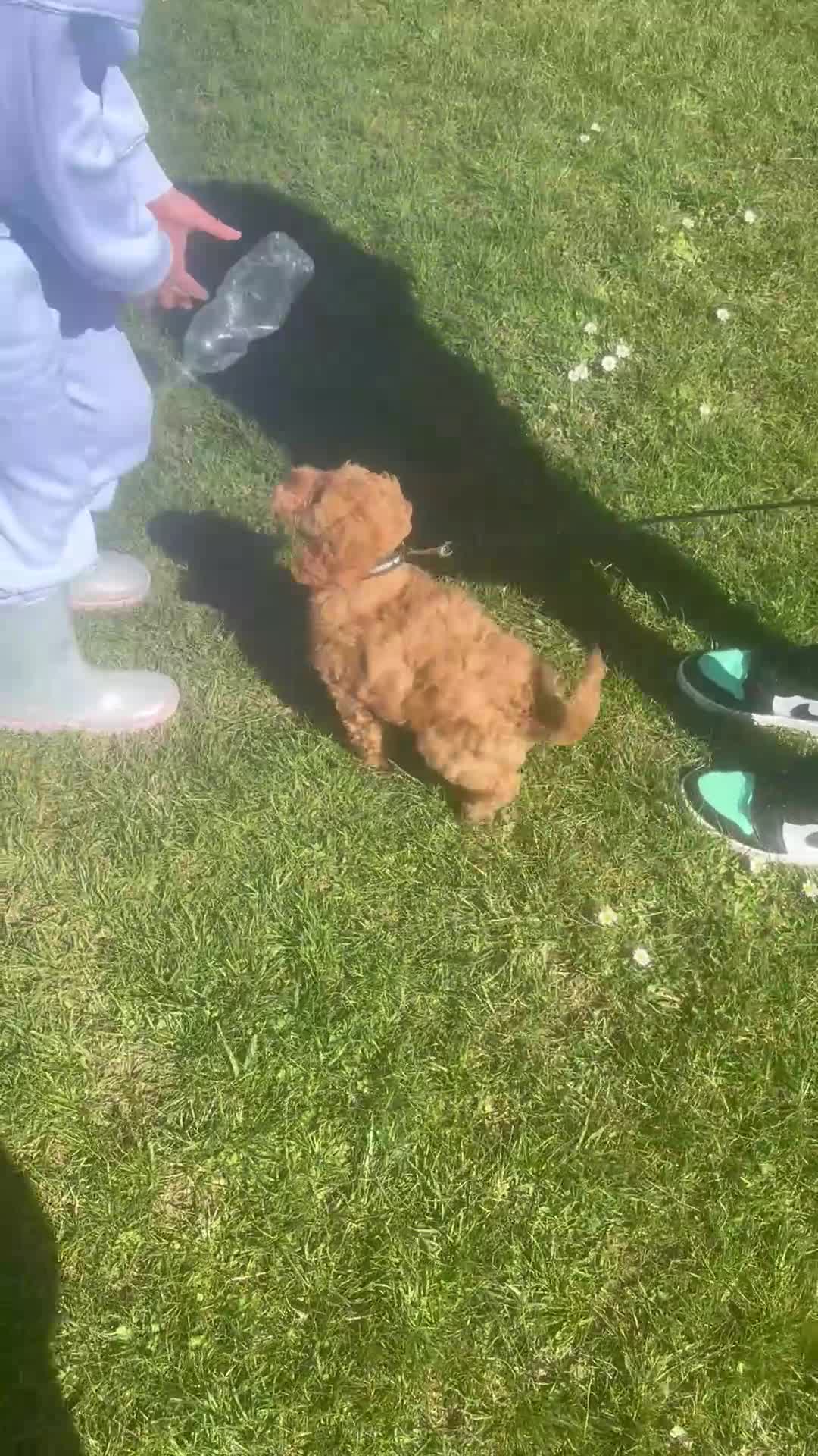 Mixed Breed dogs for sale: Fb1 cockapoo for sale - Video 1