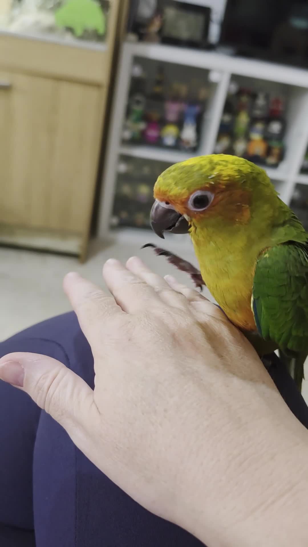 Conures birds for sale: 10 Week old silly tame male Sun Conure, ready  - Video 1