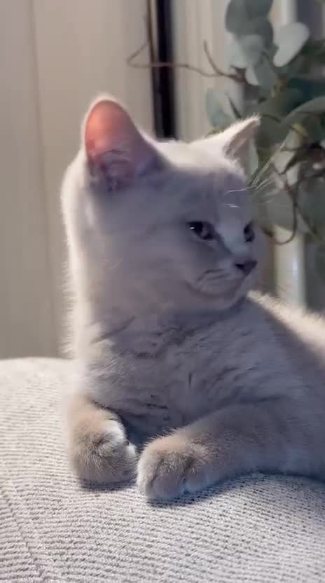 British Shorthair cats for sale: Beautiful Lilac BSH Kittens – Pedigree Parents - Video 5