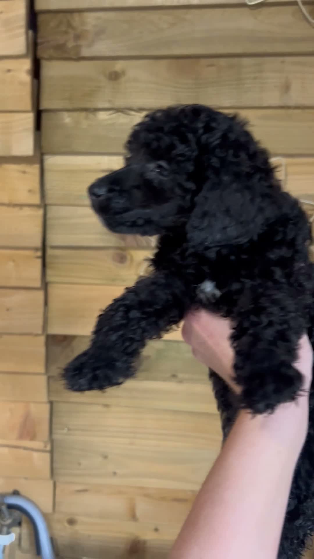Miniature Poodle dogs for sale: Miniature poodle puppies ready to leave  - Video 2