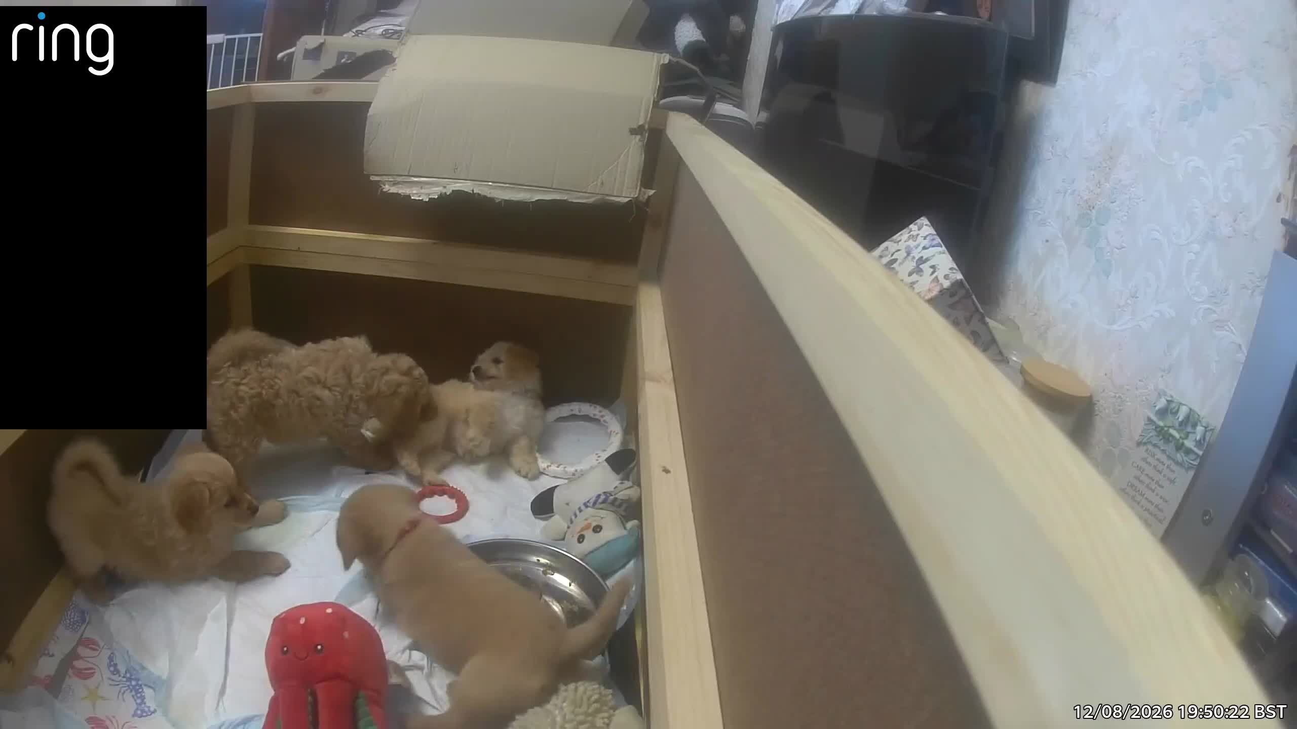 Mixed Breed dogs for sale: Adorable puppy for sale. - Video 1