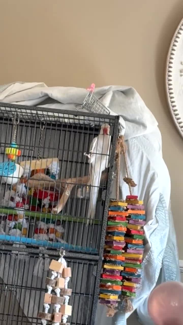 Ringnecks birds for sale: Albino Indian Ringneck  - Video 1