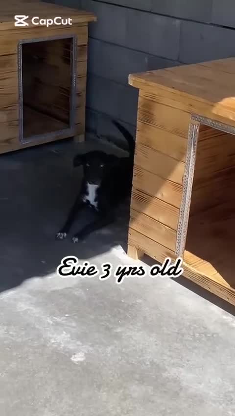 Mixed Breed dogs for adoption: Martha, 2-3 yr old. Available for adoption. in Brixham - Video 2