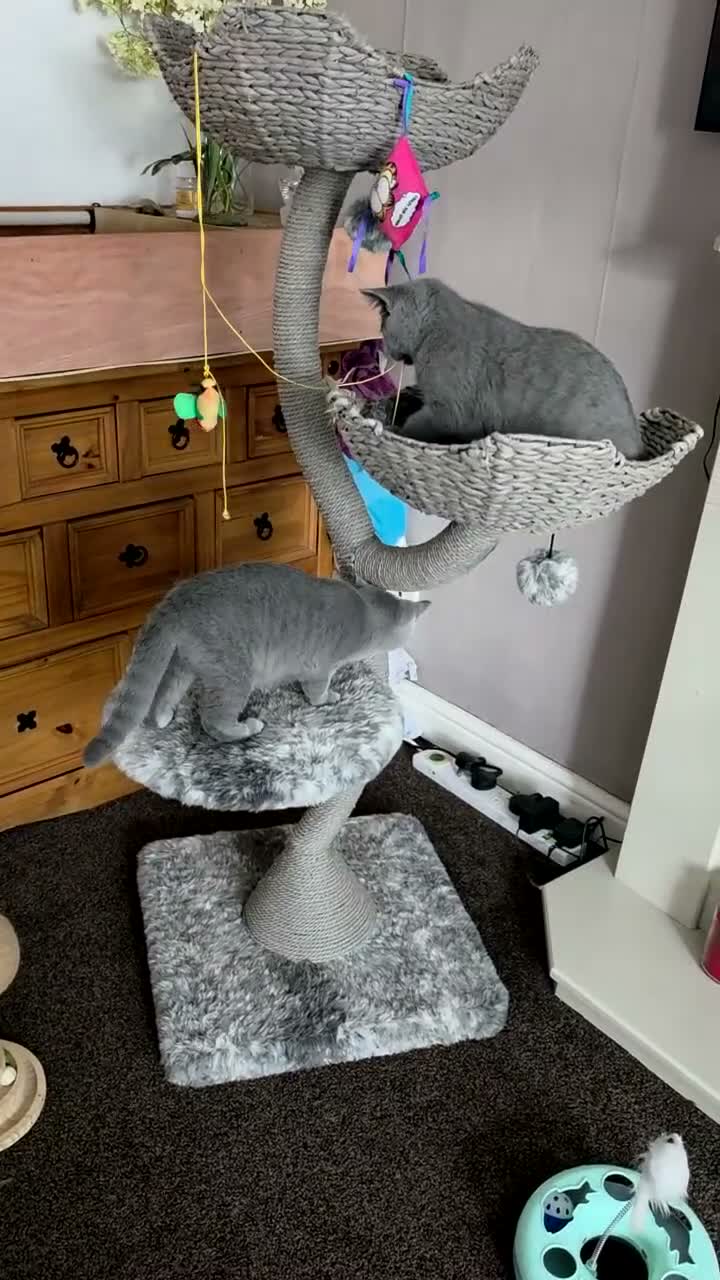 British Shorthair cats for sale:  Ready Now dual registered active,please read - Video 2