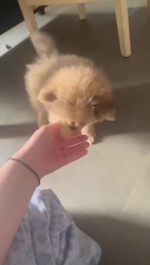 Pomeranian dogs for sale: Baby Pom poms  - Video 1
