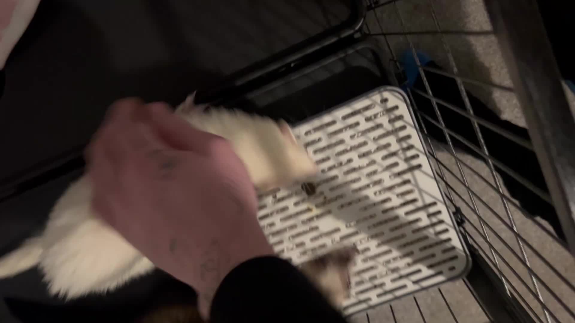 Ferret rodents for sale: X2 loving Ferrets  - Video 1