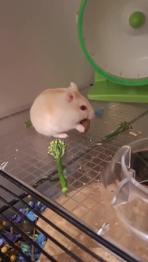 Hamster rodents for sale: Mochi  in Worthing - Video 4