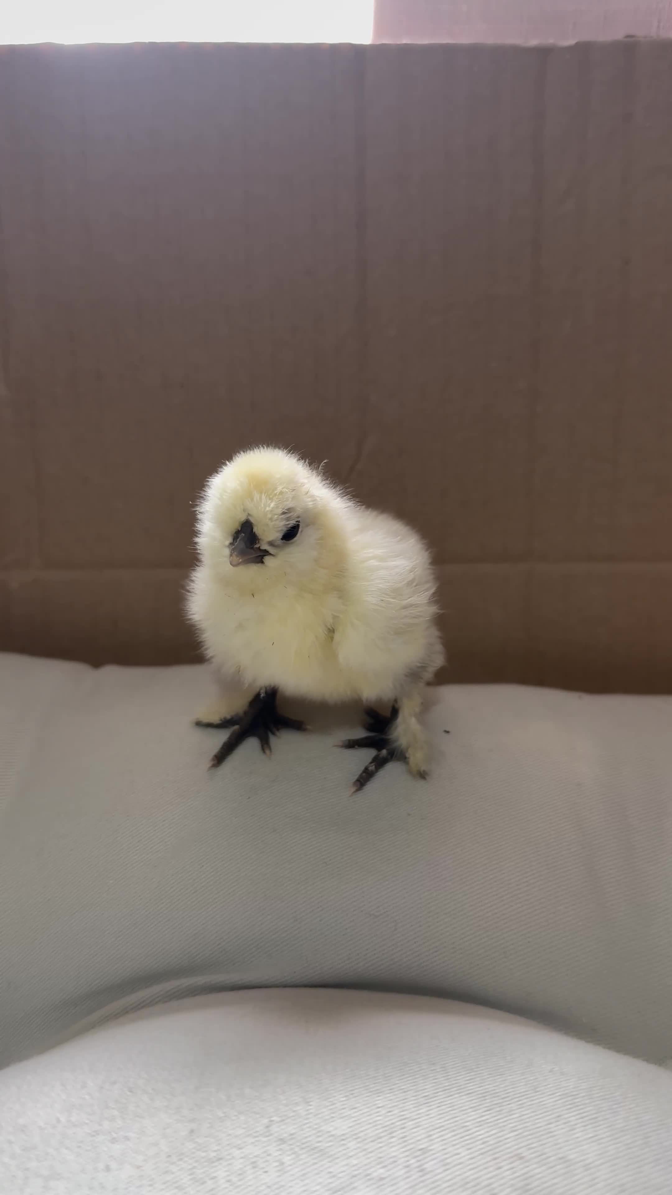 Mixed Breed poultry for sale: Adorable Silkie , Serama & Pekin Chicks - Video 1