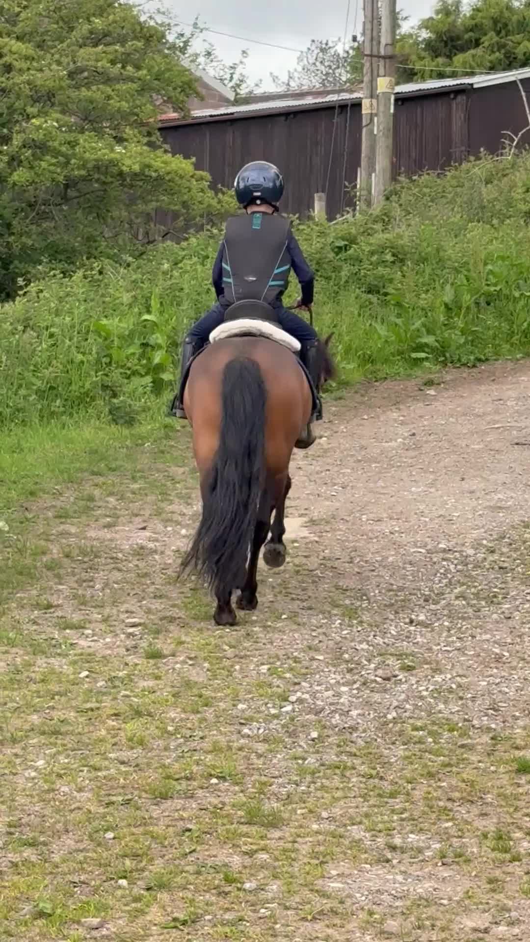 Dartmoor horses for sale: 12h Dartmoor hill  in Stoke-on-Trent - Video 2