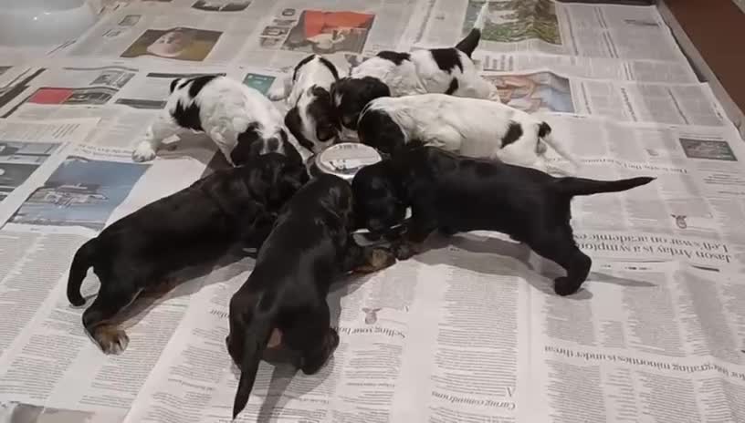 Cocker Spaniel dogs for sale: KC Show Cocker Spaniels  - Video 1
