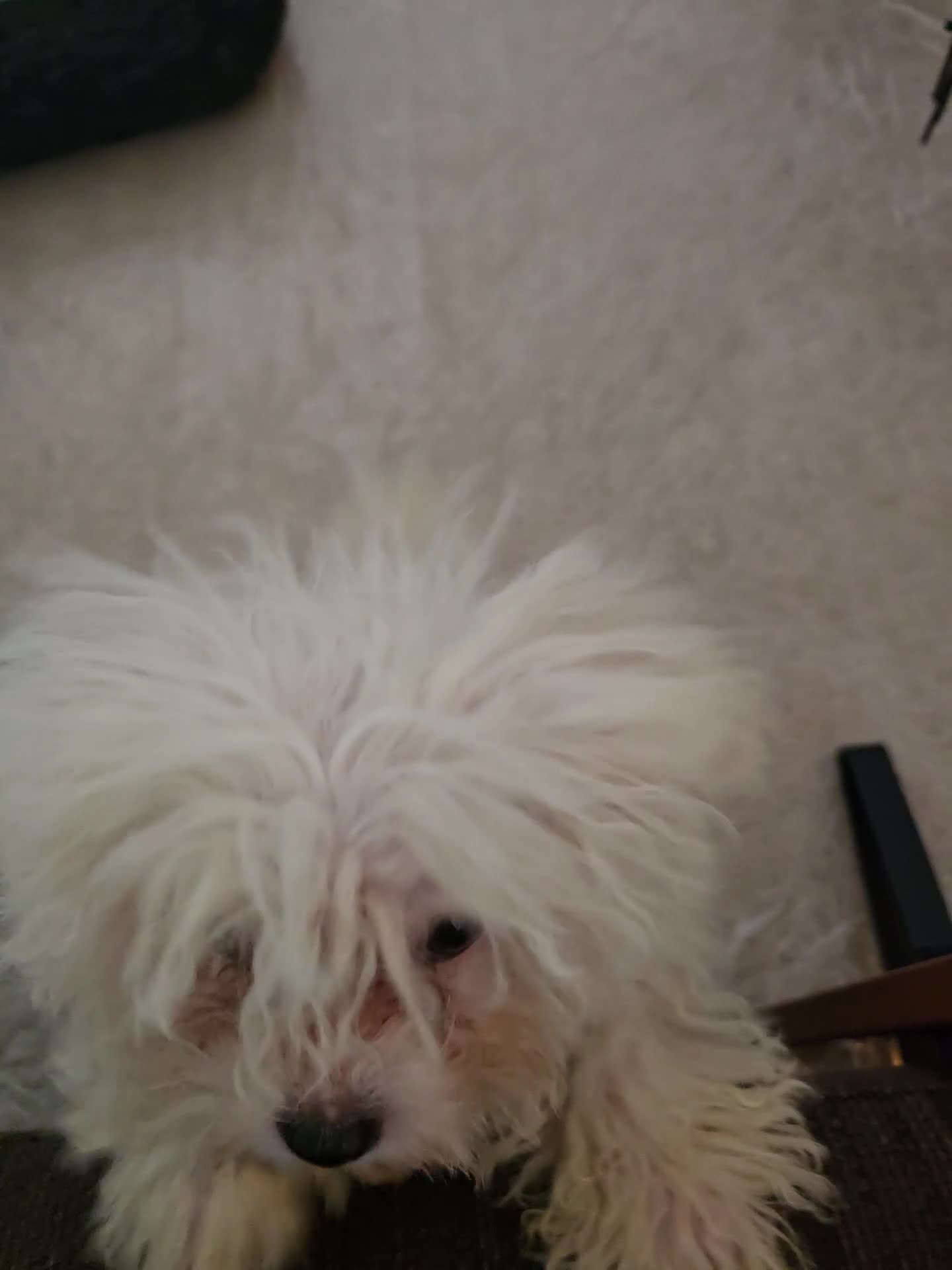 Bichon Frise dogs for sale: Bichon Frise Puppy Looking for a Loving Home - Video 1