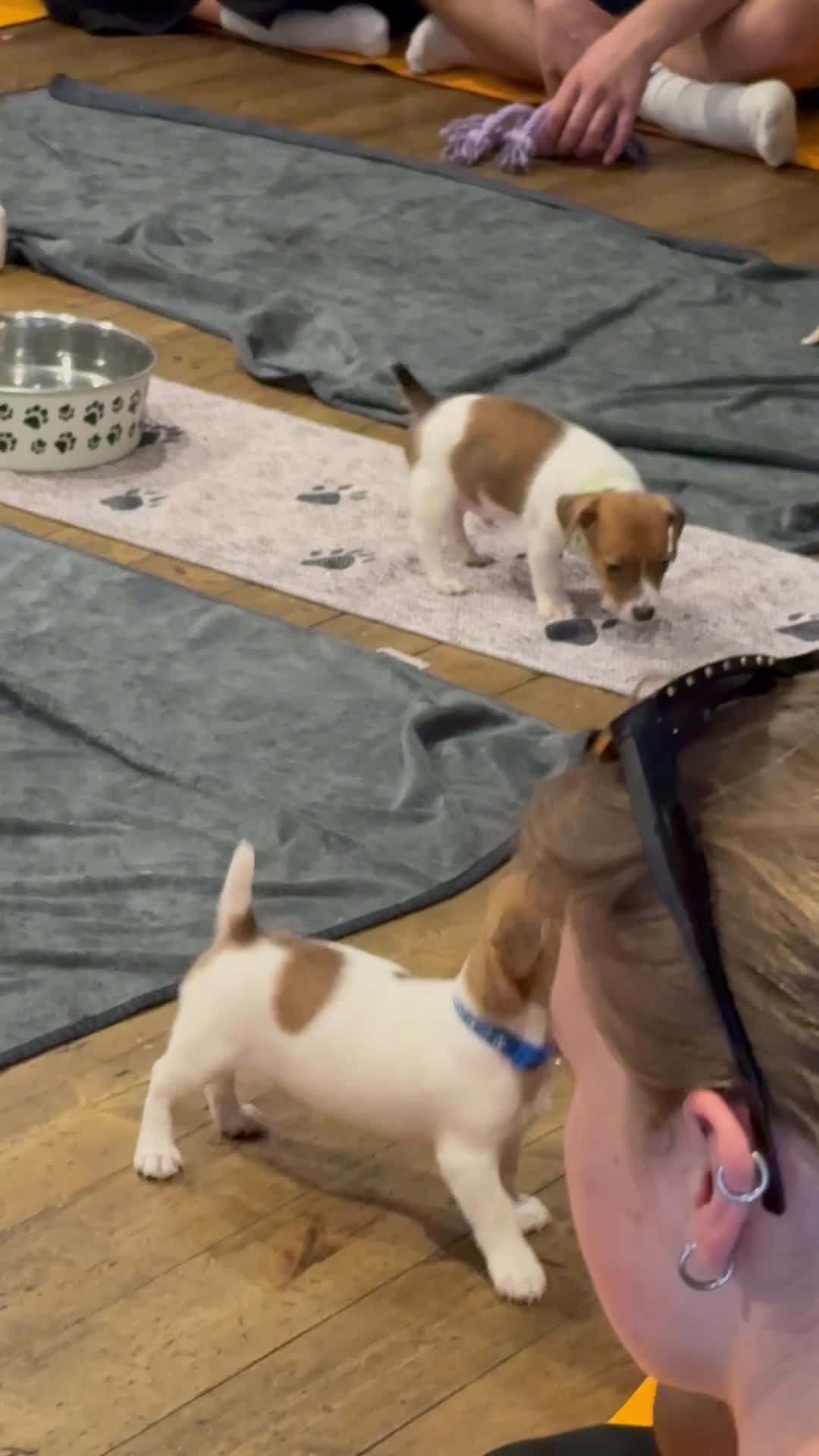 Lakeland Terrier dogs for sale: Lakeland terrier puppies (working type) - Video 2
