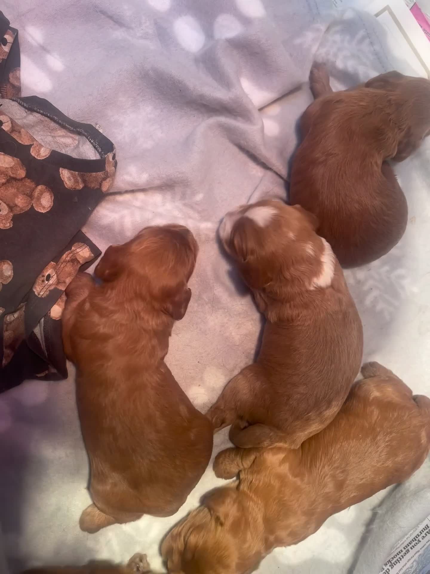 Cockapoo dogs for sale: Cockapoo puppies reds boy an girls  - Video 2