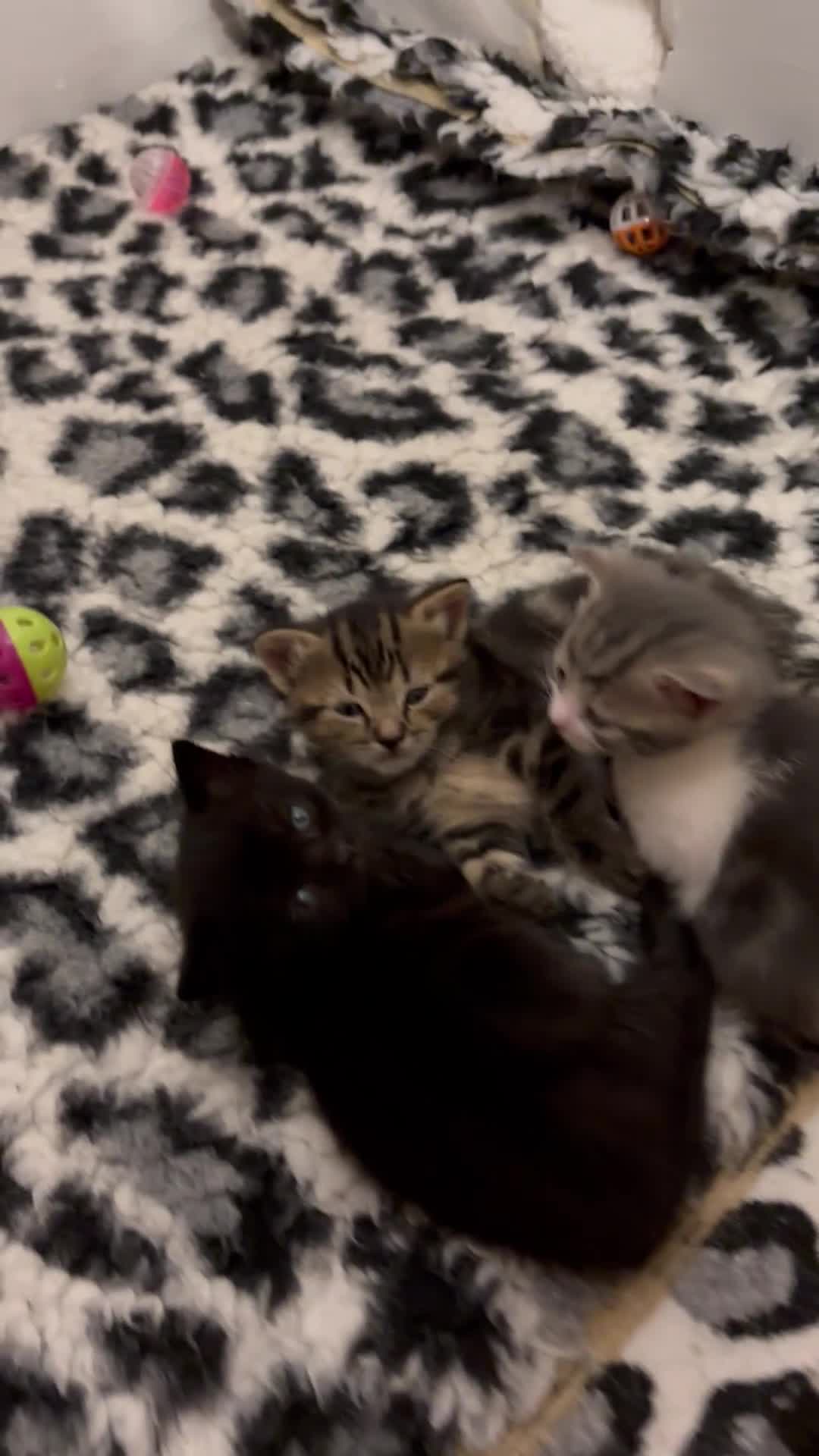 Mixed Breed cats for sale: Beautiful black girl@gorgeous tabby boy available  in Preston - Video 1