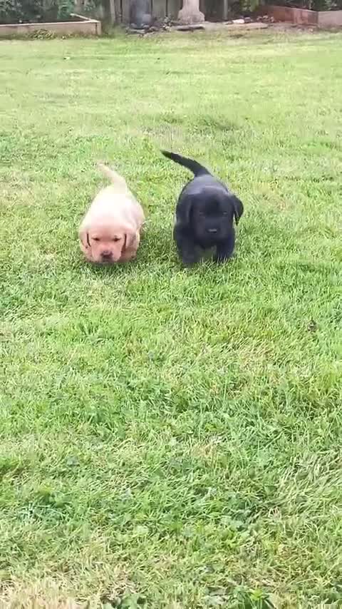Labrador Retriever dogs for sale: Chunky labrador puppies for sale - Video 1