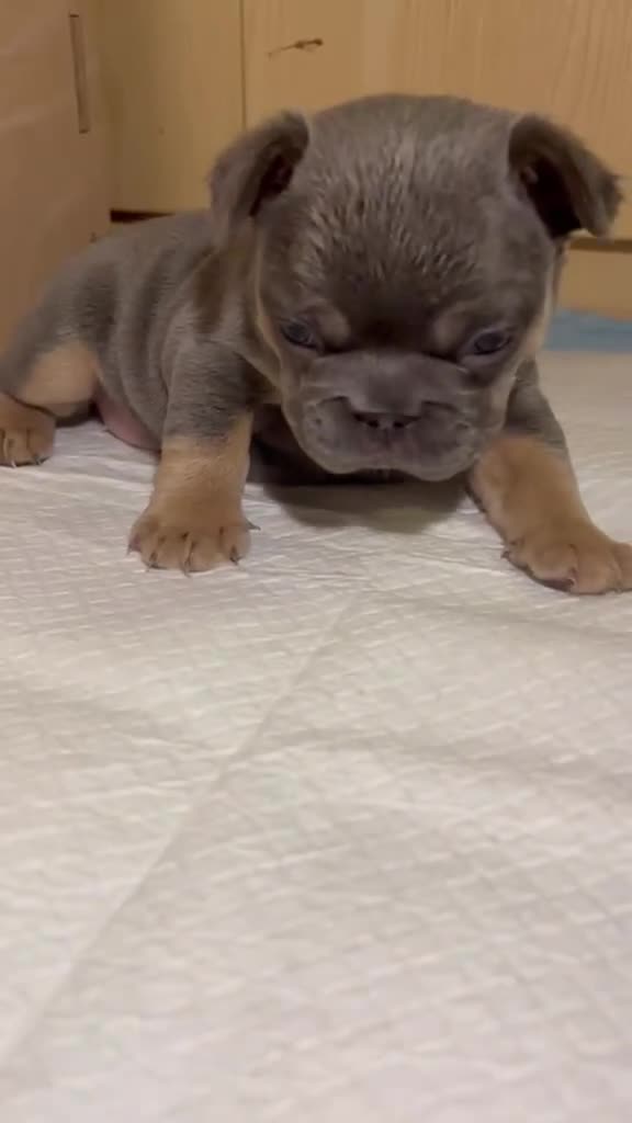 French Bulldog dogs for sale: Blue/Tan Merle & Blue/Tan French bulldog pups - Video 2