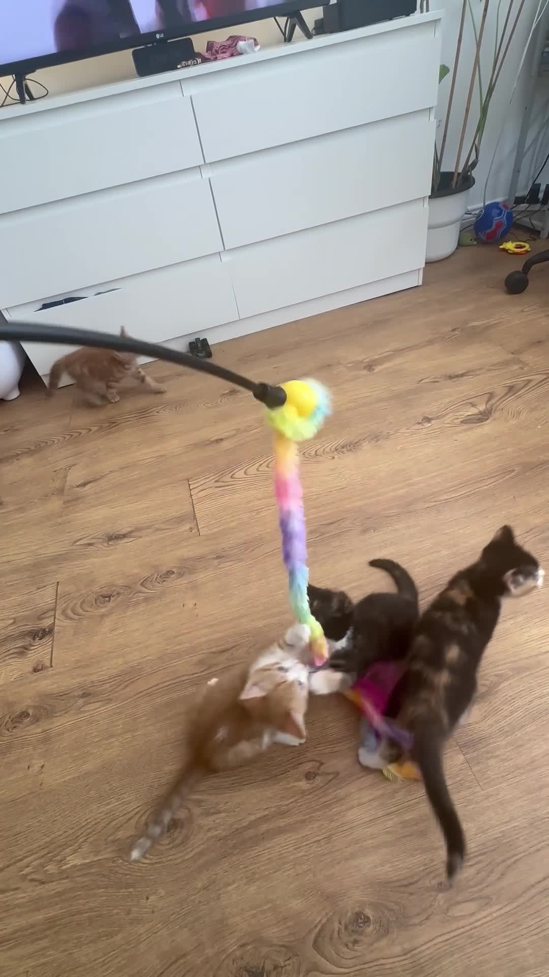 Domestic Shorthair cats for sale: 6 Adorable KittensReady for Their Forever Homes 🐾 - Video 1