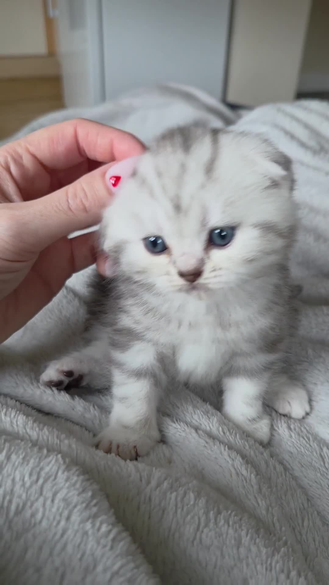 Scottish Fold cats for sale: Scottish Fold/Straight Kittens For Sale  - Video 1