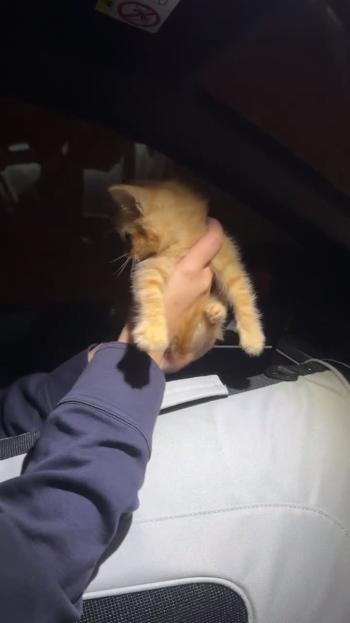 Domestic Shorthair cats for sale: Ginger Boy in Chelmsford - Video 2