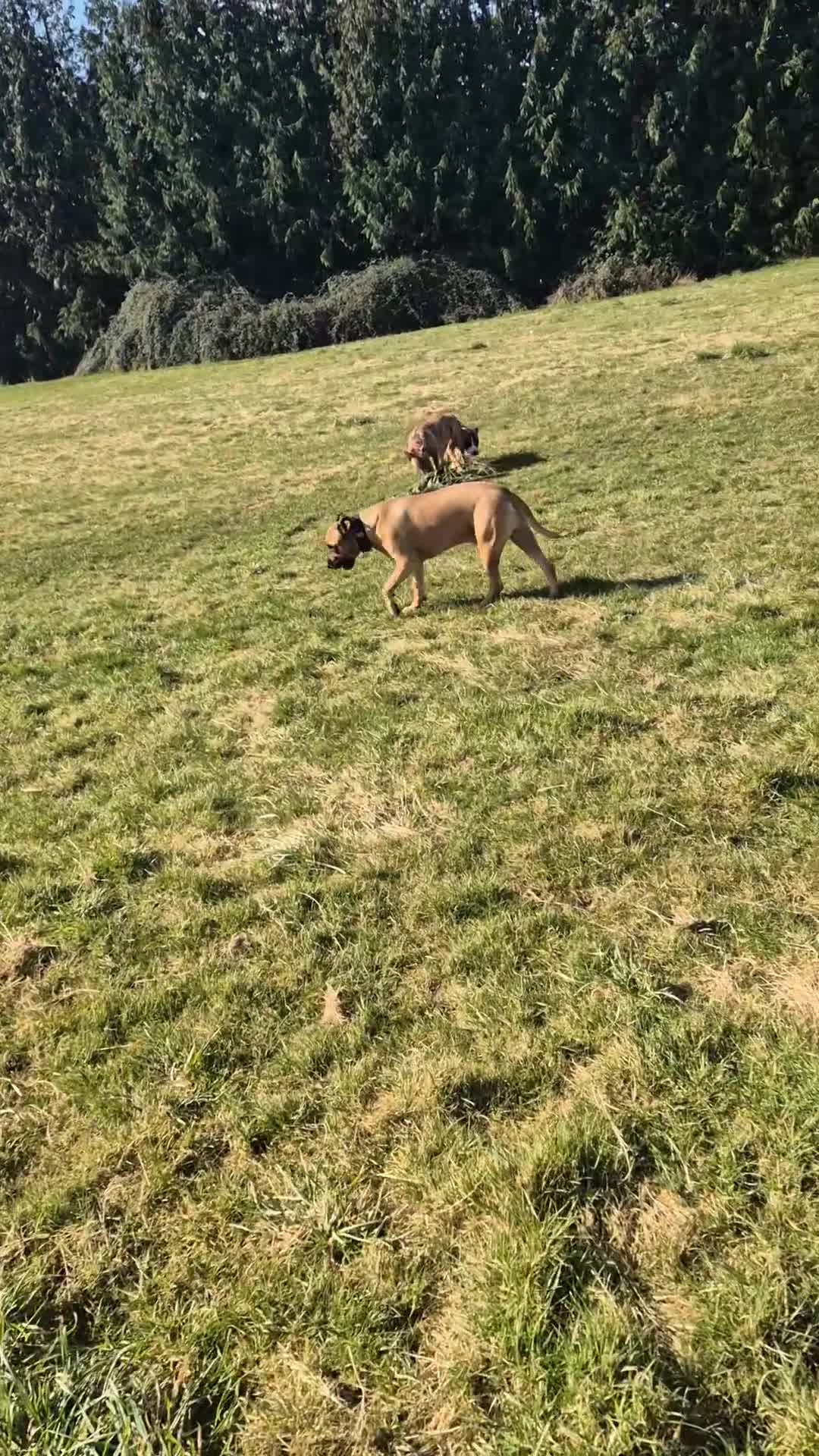 Mixed Breed dogs for sale: American Bulldog x Staffy for rehoming  - Video 3