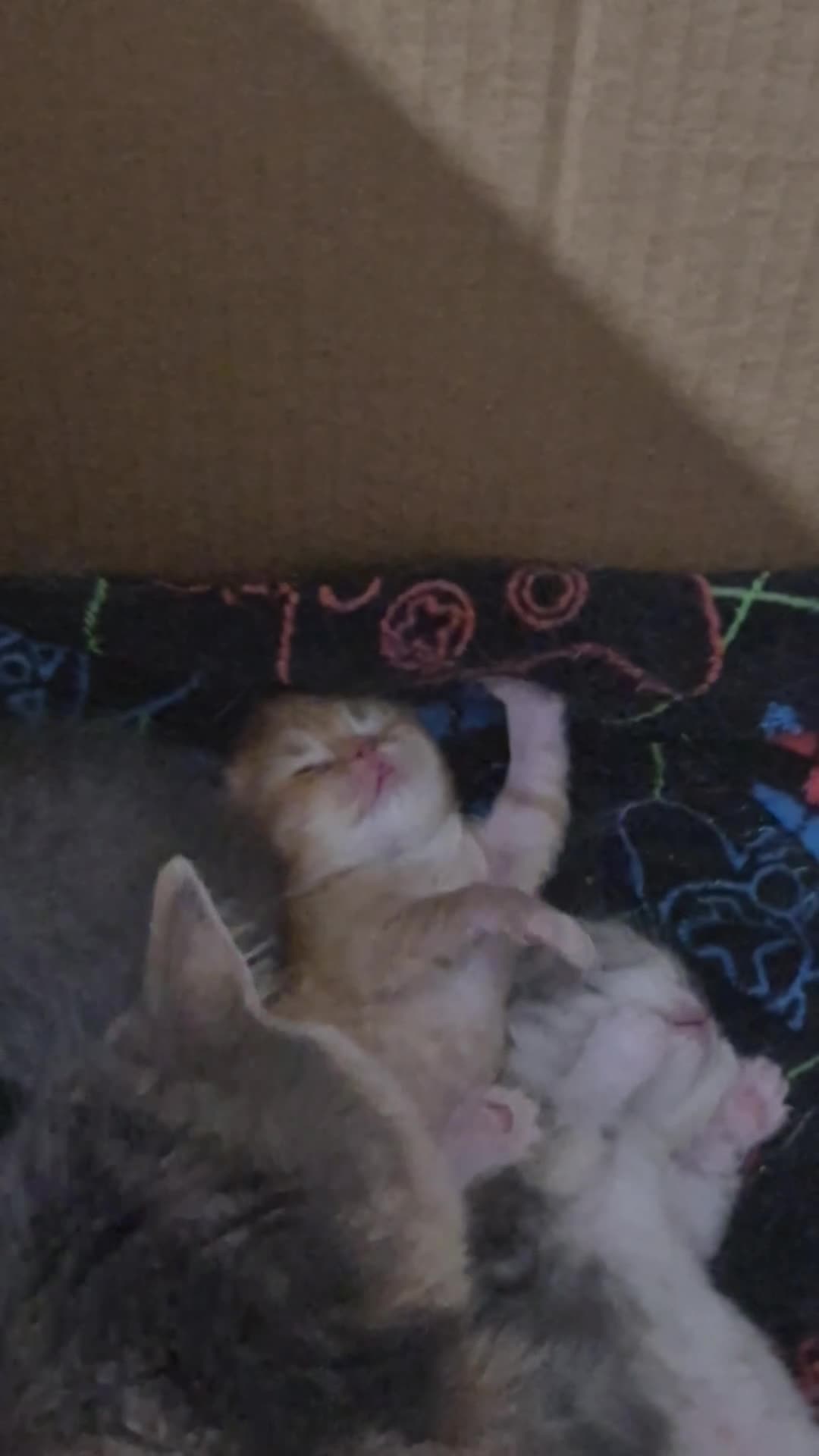 Persian cats for sale: Persian  in Bicester - Video 1