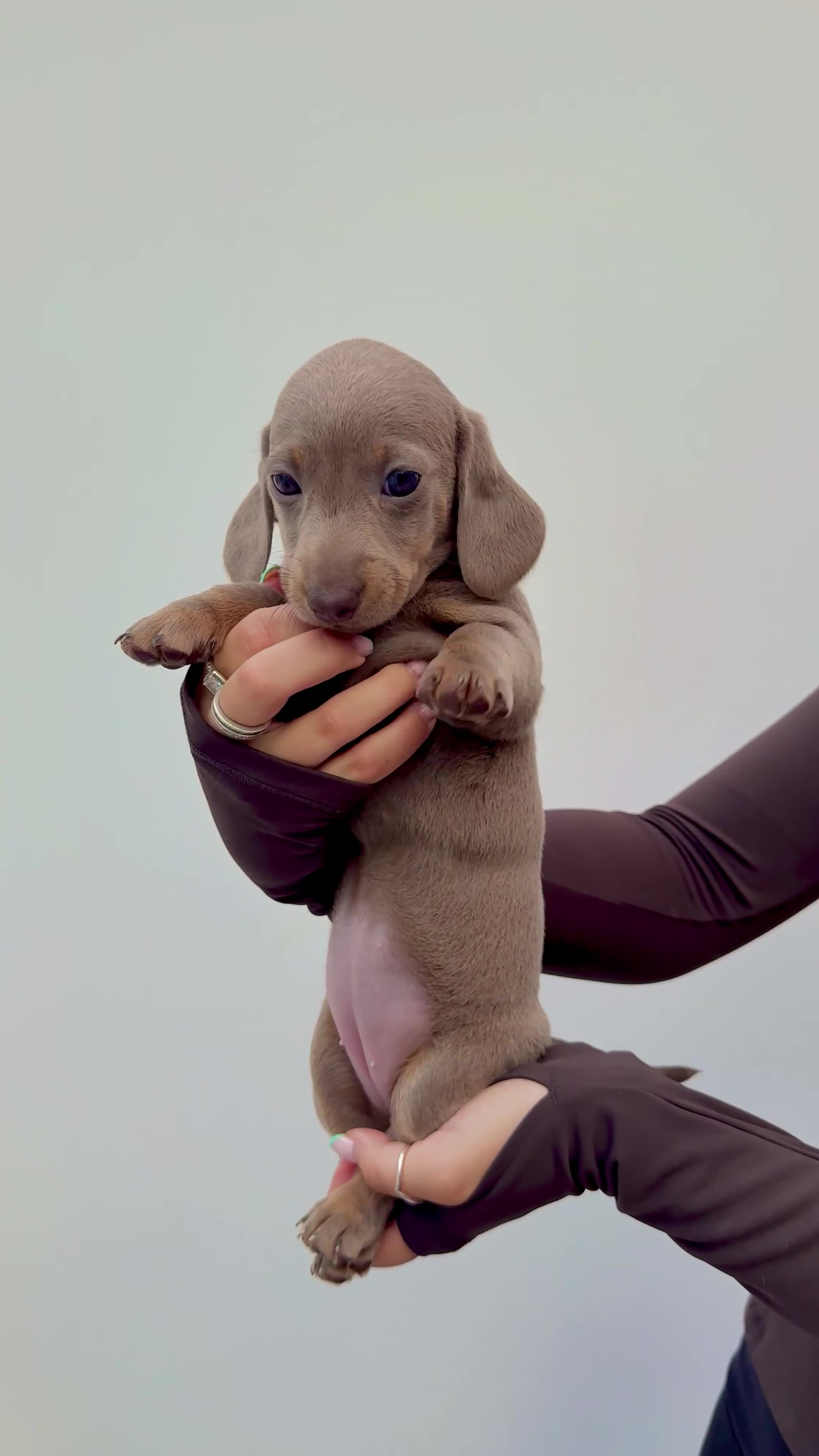 Miniature Dachshund dogs for sale: !! REDUCED !! LAST BOY LEFT!! - Video 3