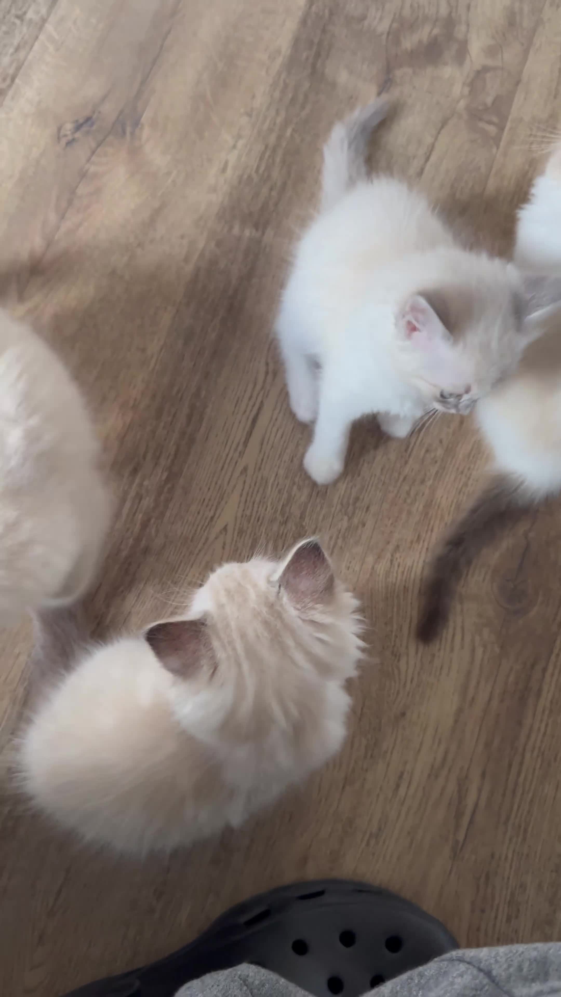 Ragdoll cats for sale: Stunning Ragdoll kittens - Video 5