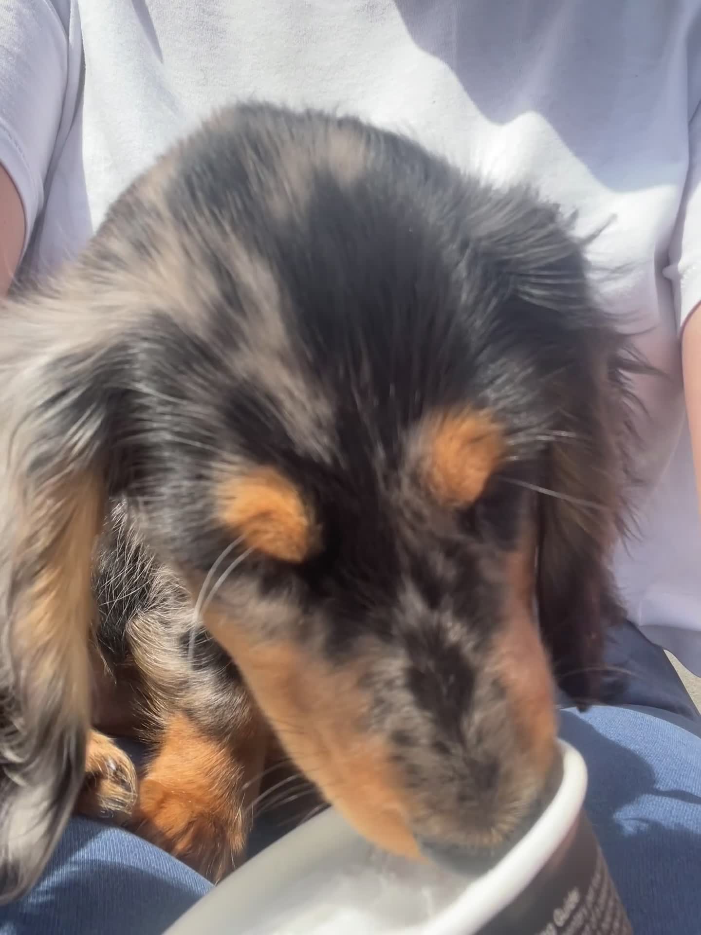 Miniature Dachshund dogs for sale: Longhaired Miniture dashund  - Video 2