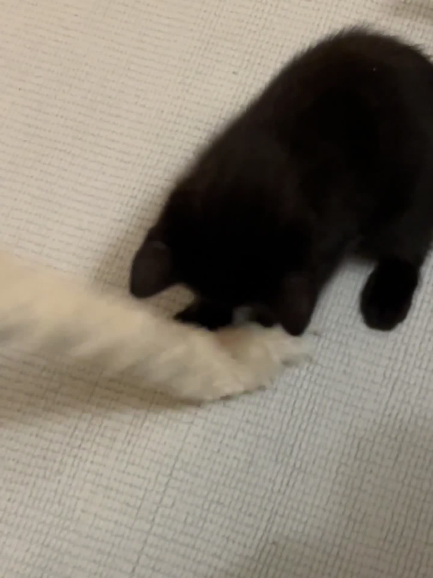 Mixed Breed cats for sale: 3 lovely kittens ready for their new homes 🥰 - Video 4