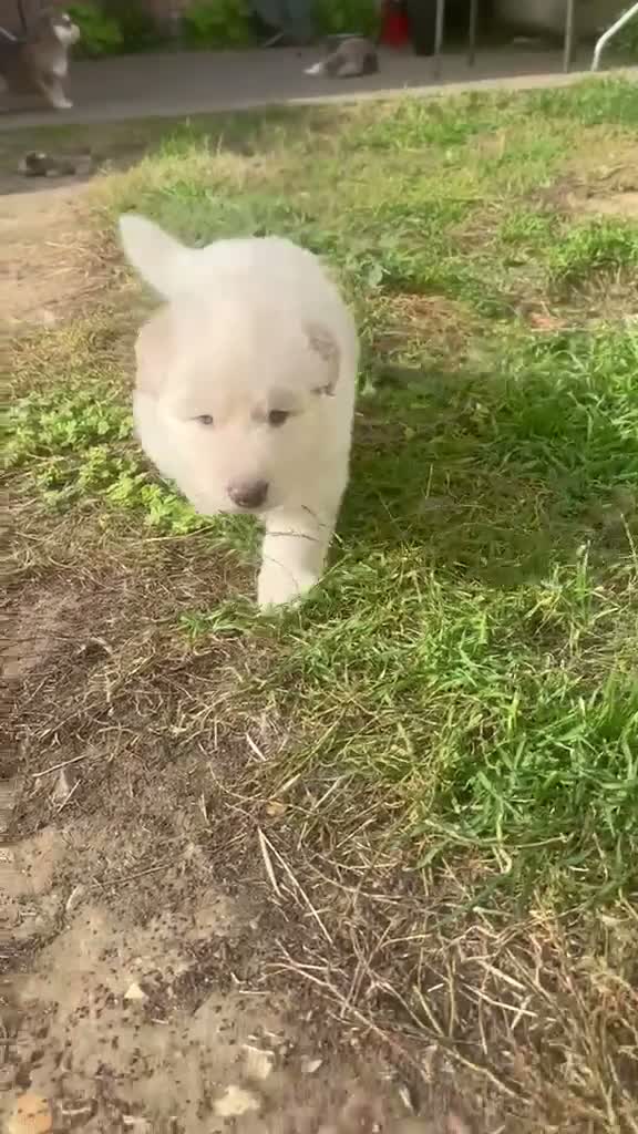 German Shepherd dogs for sale: Rare colour German shepherd puppies 🤩 - Video 2