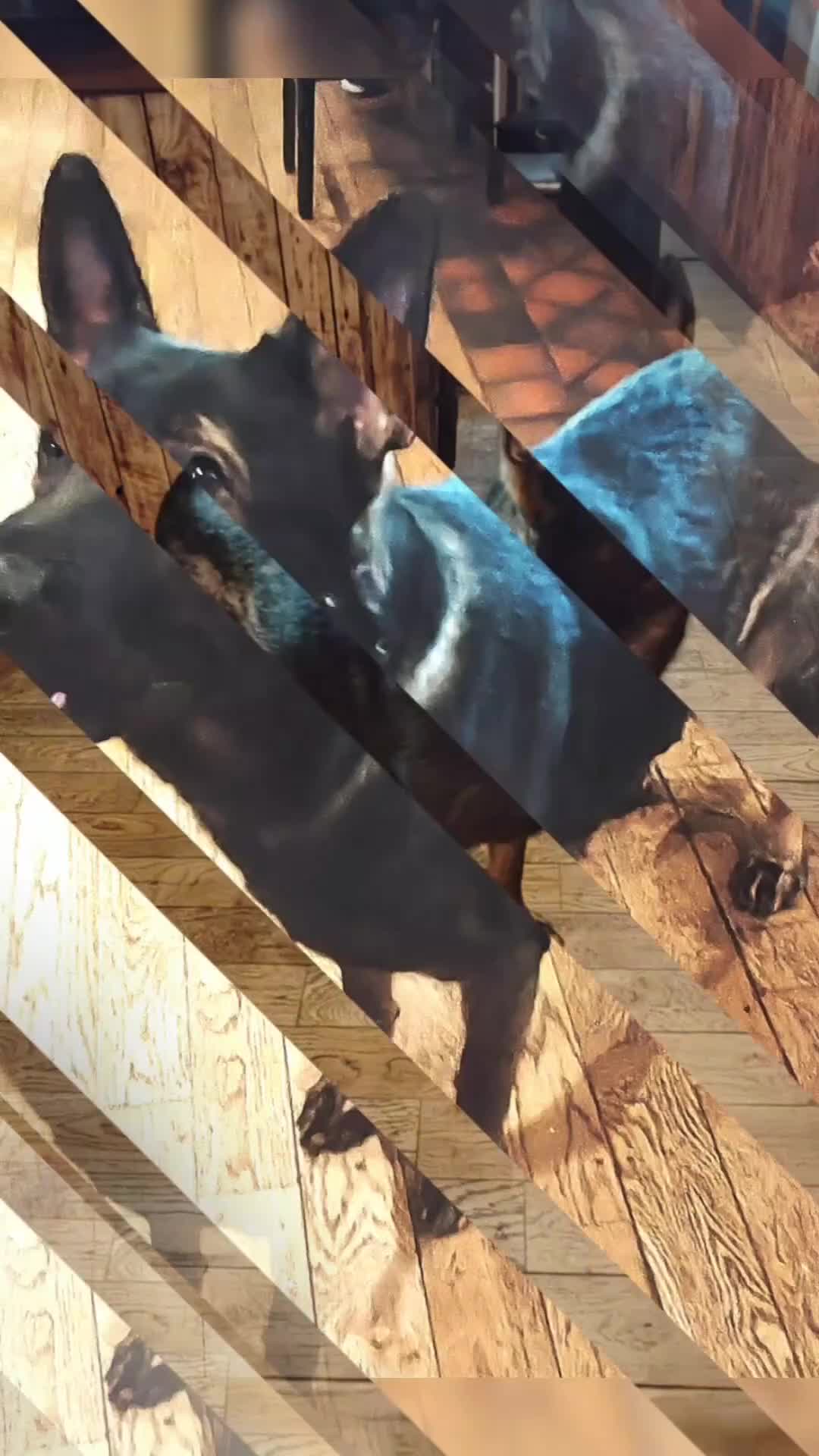 German Shepherd dogs for stud: KENSESQUI SIMBA (Simba) - Video 1