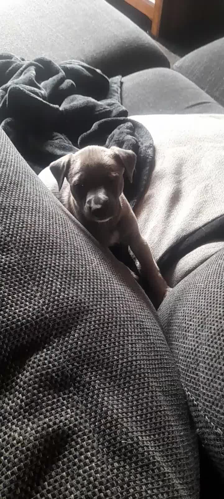 Whippet dogs for sale: Whippet  - Video 1
