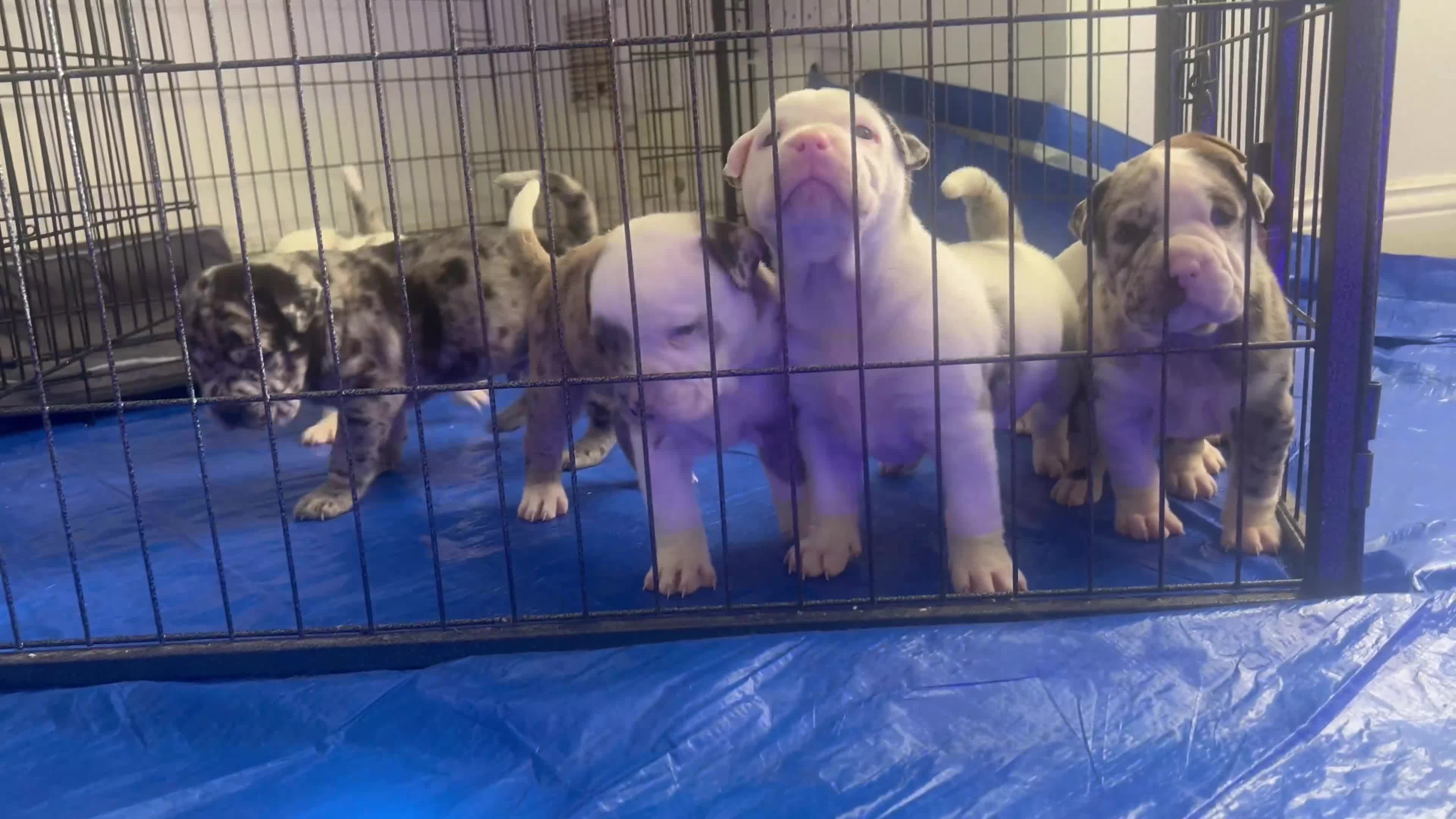 Shar Pei dogs for sale: Shar pei puppy’s £1000 boys only  - Video 1