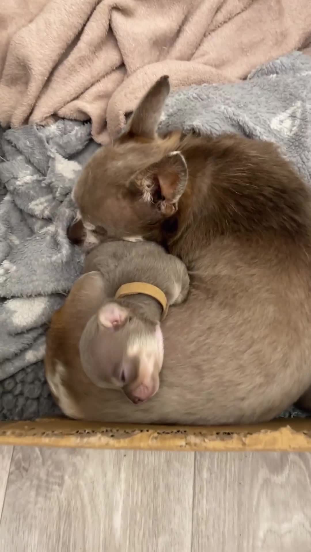 Chihuahua dogs for sale: Stunning KC Chihuahua puppies 🇬🇧 bloodlines - Video 1