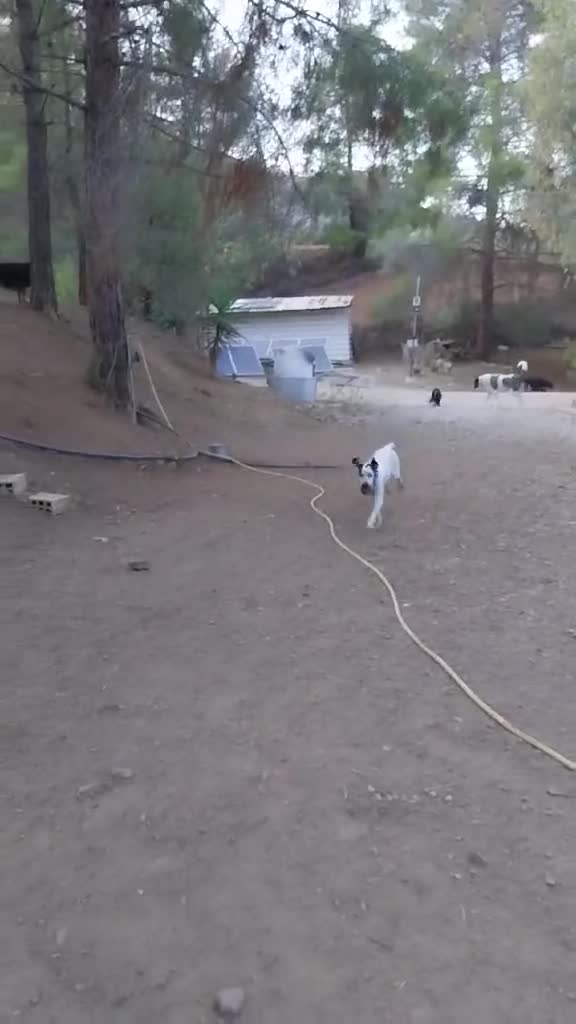 Pointer dogs for adoption: Raffie is looking for a perfect home  - Video 2