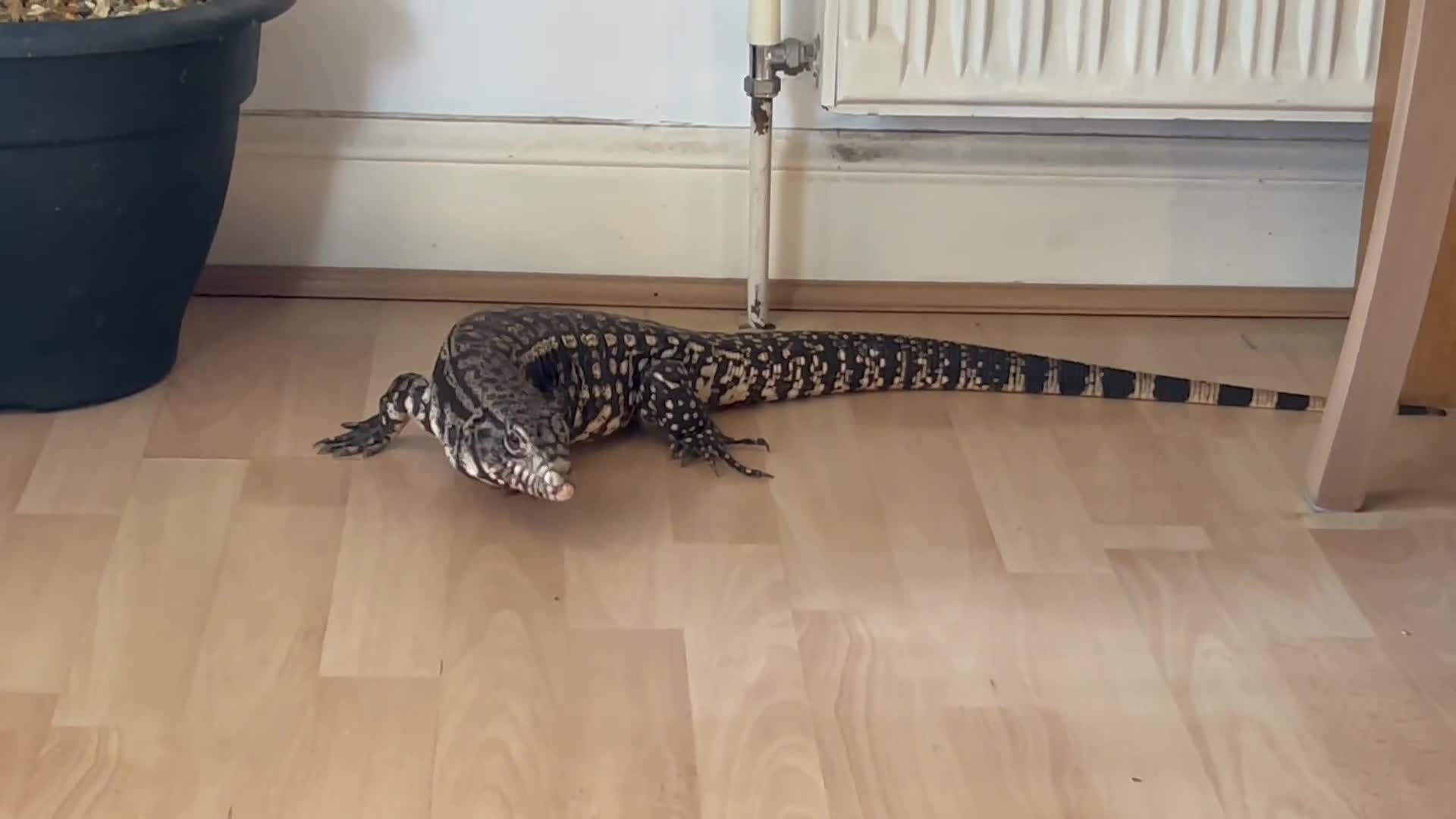 Lizard reptiles for sale: 11 month old large Black & White Tegu & enclosure in Waterlooville - Video 1